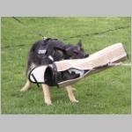 Queen, unsere Zicke....JPG